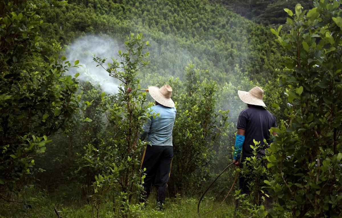 A coca field is manually fumigated in Cuchilla, Nariño, Colombia on June 4, 2019.