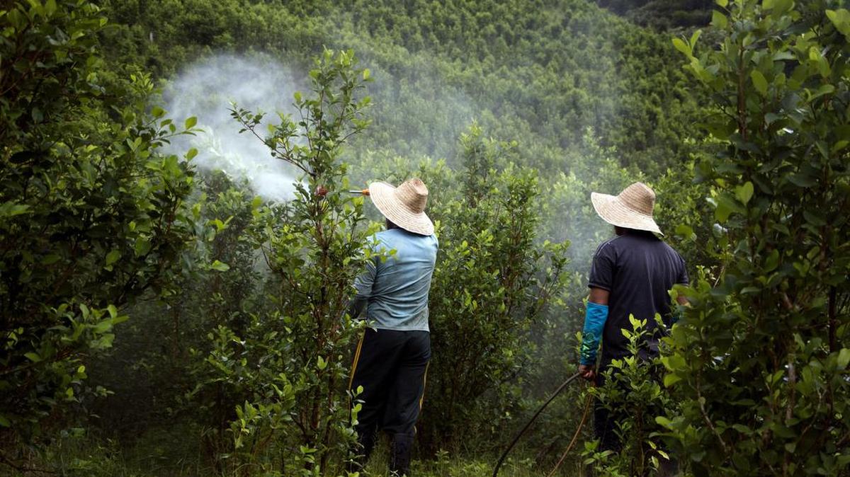 A coca field is manually fumigated in Cuchilla, Nariño, Colombia on June 4, 2019.