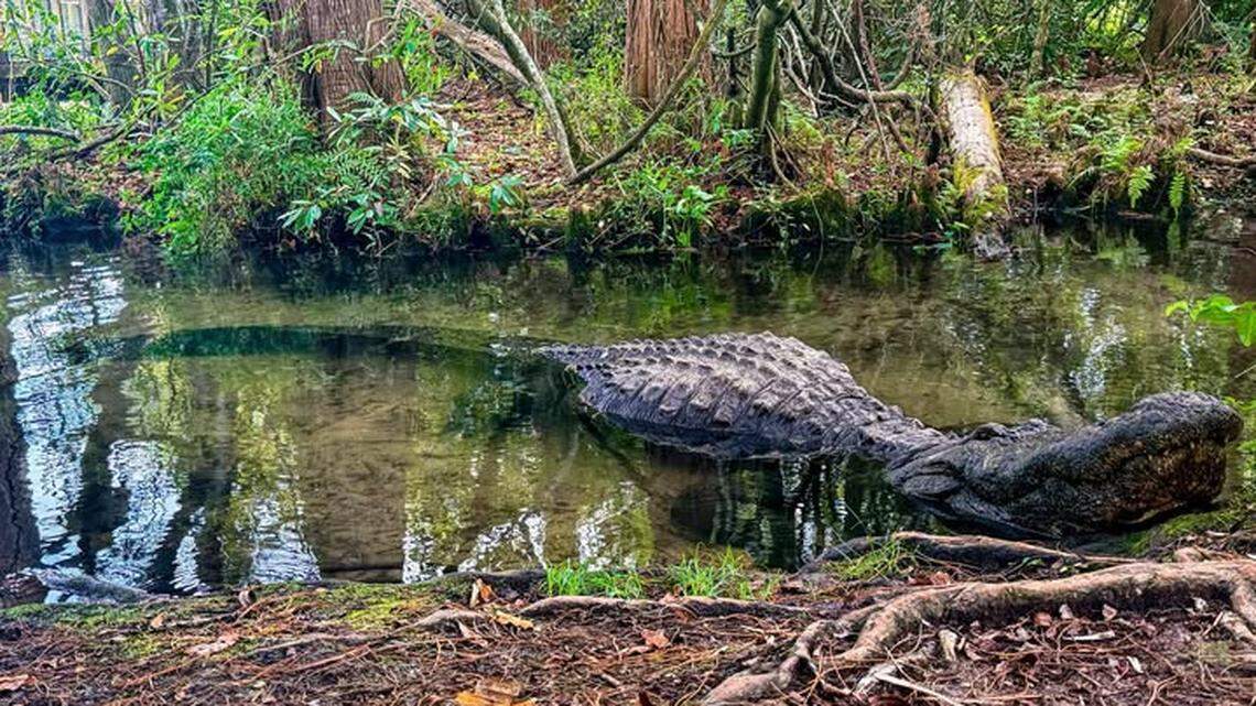 Florida se despide de Buddy, el caimán gigante leyenda de Gatorland