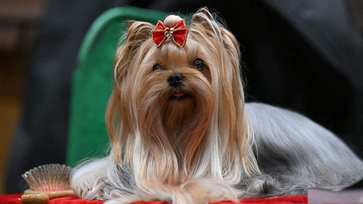 Organizada anualmente por el Kennel Club, Crufts es reconocida como la exposición canina más grande del mundo y se celebra en el Centro Nacional de Exposiciones en  Birmingham, Reino Unido.

