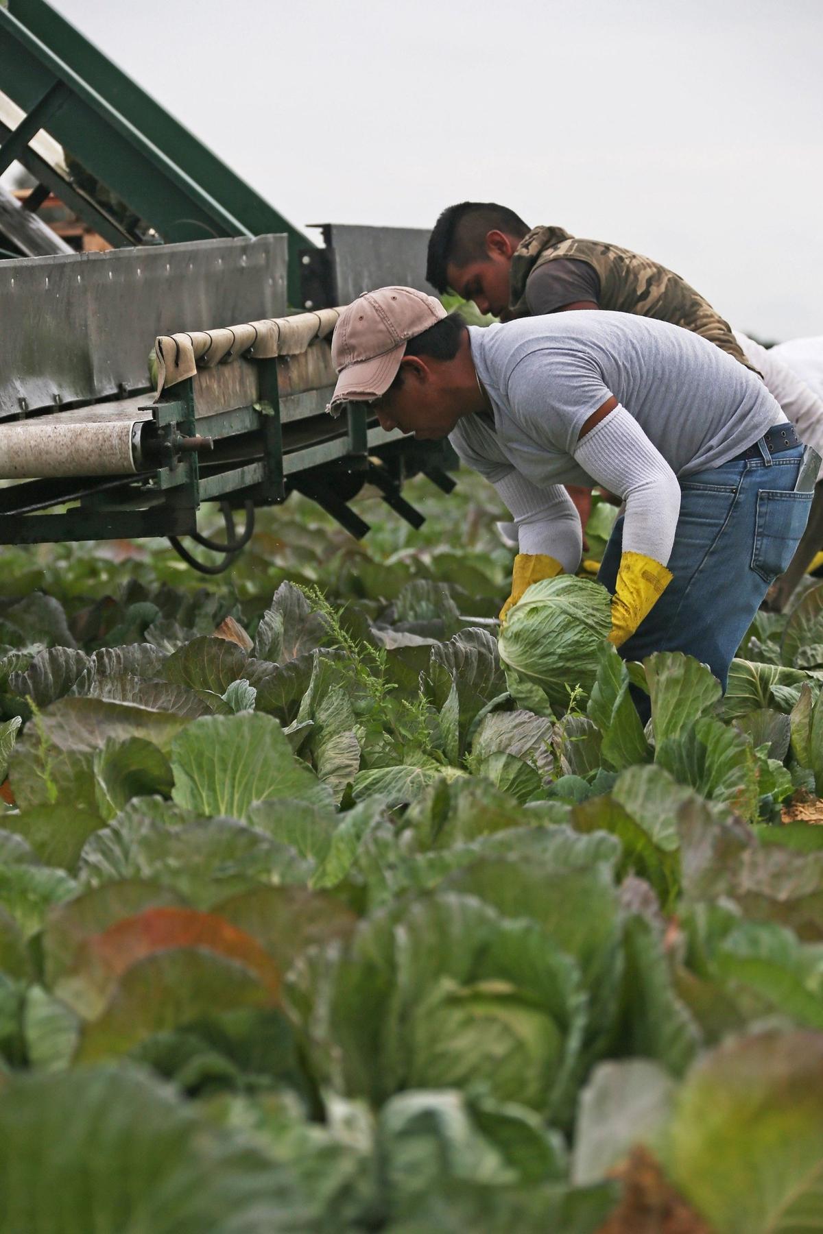 Los trabajadores agrícolas en la Florida necesitan leyes que los protejan de las jornadas al sol y que les paguen un salario mínimo y no por cantidad de trabajo’, dijo investigadora de Oxfam.