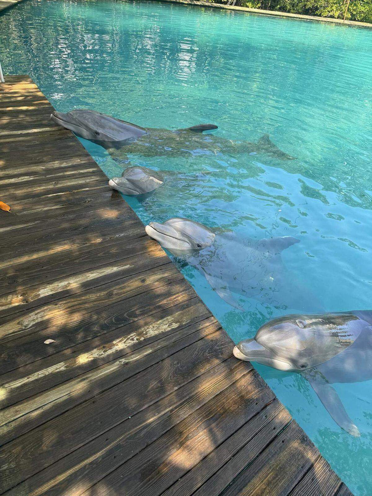 Cuatro delfines llegaron recientemente a Dolphin Life en Cayo Largo desde el Miami Seaquarium.