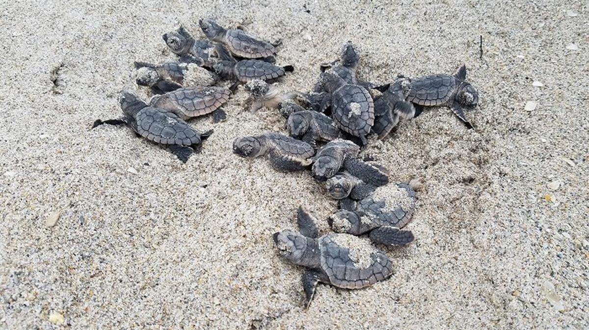 Es época de anidación de tortugas marinas y aves playeras.