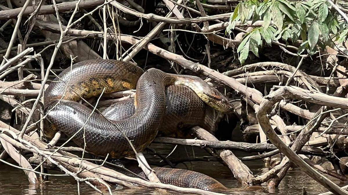 Un equipo de científicos identificó una nueva especie de anaconda verde gigante en la Amazonía ecuatoriana que puede llegar a tener 20.6 pies de largo.
