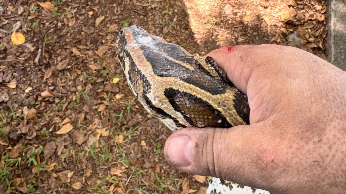 South Florida Water Management District (SFWMD) python removal contractor Guillermo Tapanes captured a Burmese python and its nest containing about 20 eggs in Cutler Bay on Saturday, May 23, 2026.