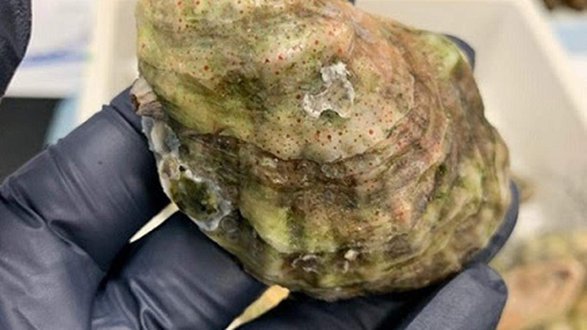 Investigadores detectaron que las otras de tres lugares de Florida tienen contaminantes y las de Biscayne Bay en mayor concentración.