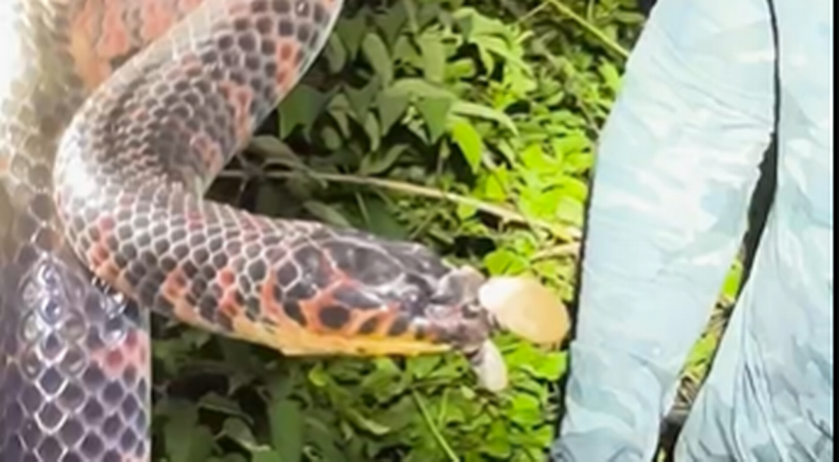 La serpiente tenía una garrapata llena de sangre del tamaño de una aceituna colgándole del hocico.