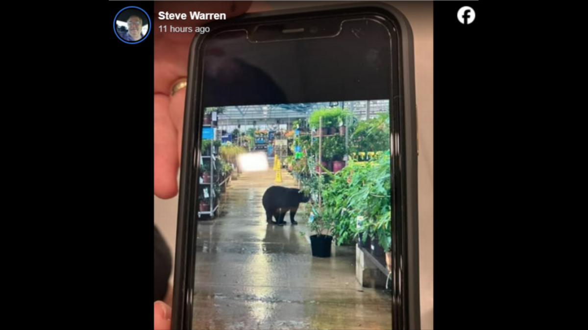 Los osos negros son conocidos por ser exploradores, pero uno se pasó de la raya al entrar en una tienda Lowe’s de la Florida durante las horas de servicio.