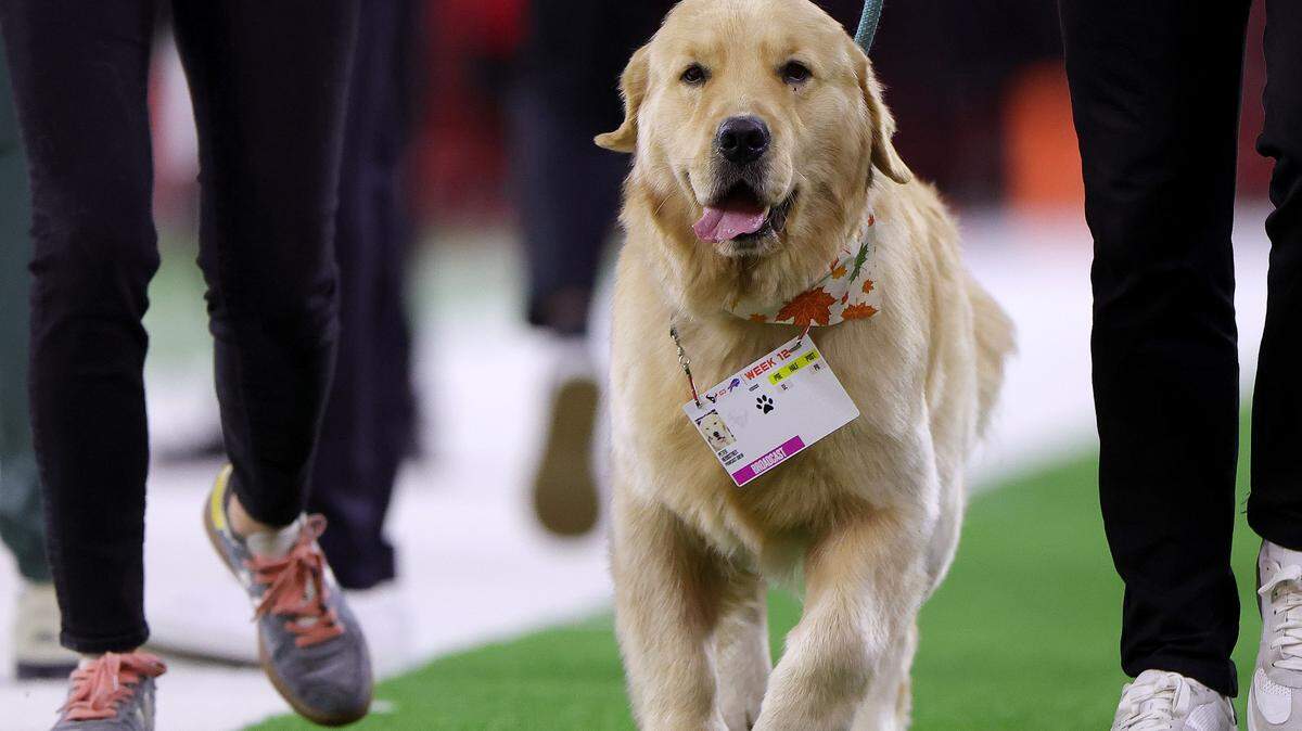 HOUSTON, TEXAS - NOVEMBER 20: Peter Herbstreit, dog of broadcaster Kirk Herbstreit, walks on the field before the game between the Houston Texans and the Buffalo Bills at NRG Stadium on November 20, 2025 in Houston, Texas. (Photo by Alex Slitz/Getty Images)