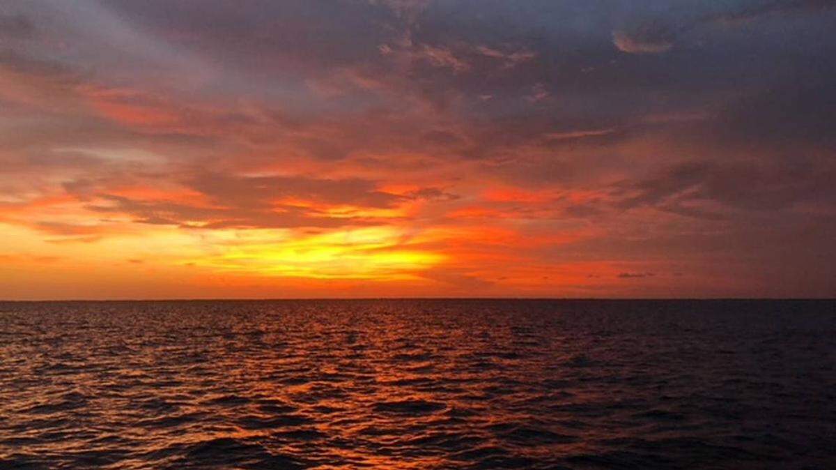 Tras capturar a criatura marina poco vista en aguas de la Florida, pescador se da cuenta que el animal necesitaba ayuda.