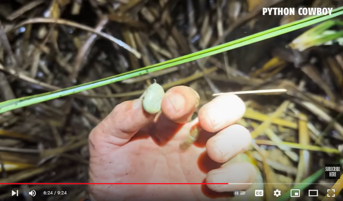 Esta es una de las grandes garrapatas que se había caído de la pitón hacia el siguiente huevo, como muestra el video. Captura de pantalla del vídeo de YouTube