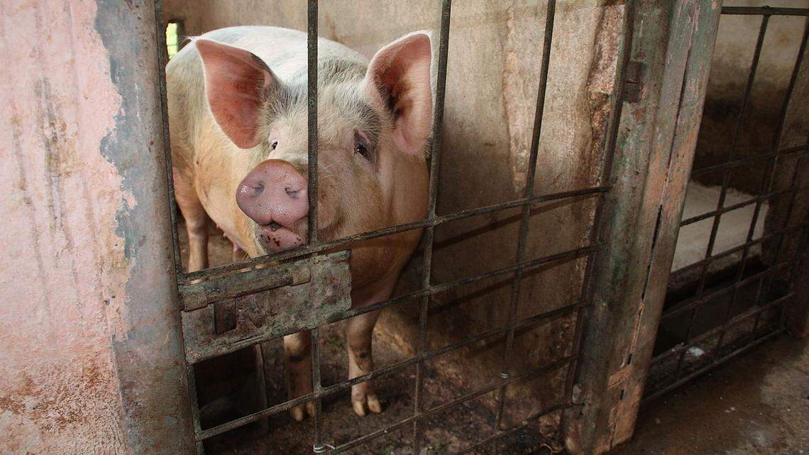 Con ‘desechos locales’ y pienso líquido: Cuba promete más cerdos para su ‘soberanía alimentaria’