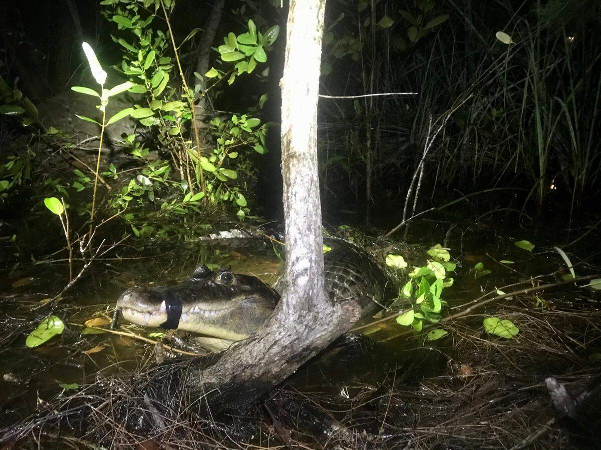 Un caimán de anteojos macho adulto capturado en los humedales costeros de la Bahía de Biscayne.