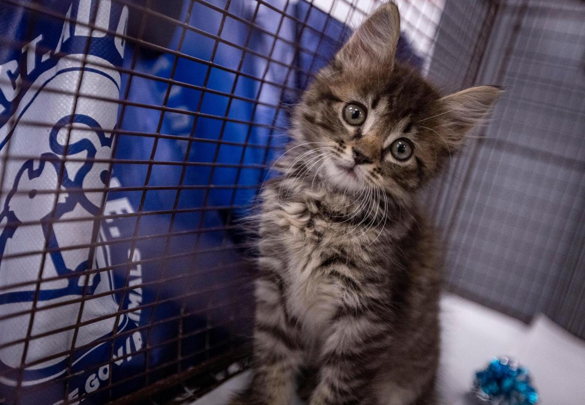 Un gatito espera pacientemente en su jaula durante un evento en Hialeah Gardens High School para promover la salud mental. Hialeah Gardens, Florida - 30 de mayo de 2023