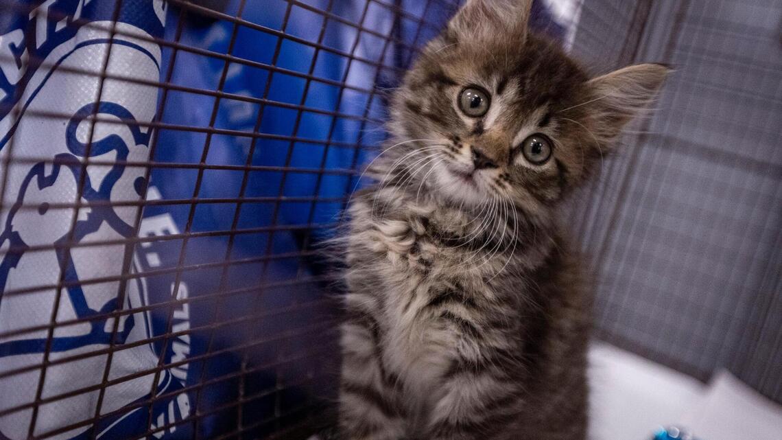 If you have an emotional support animal, note a change in federal housing rules