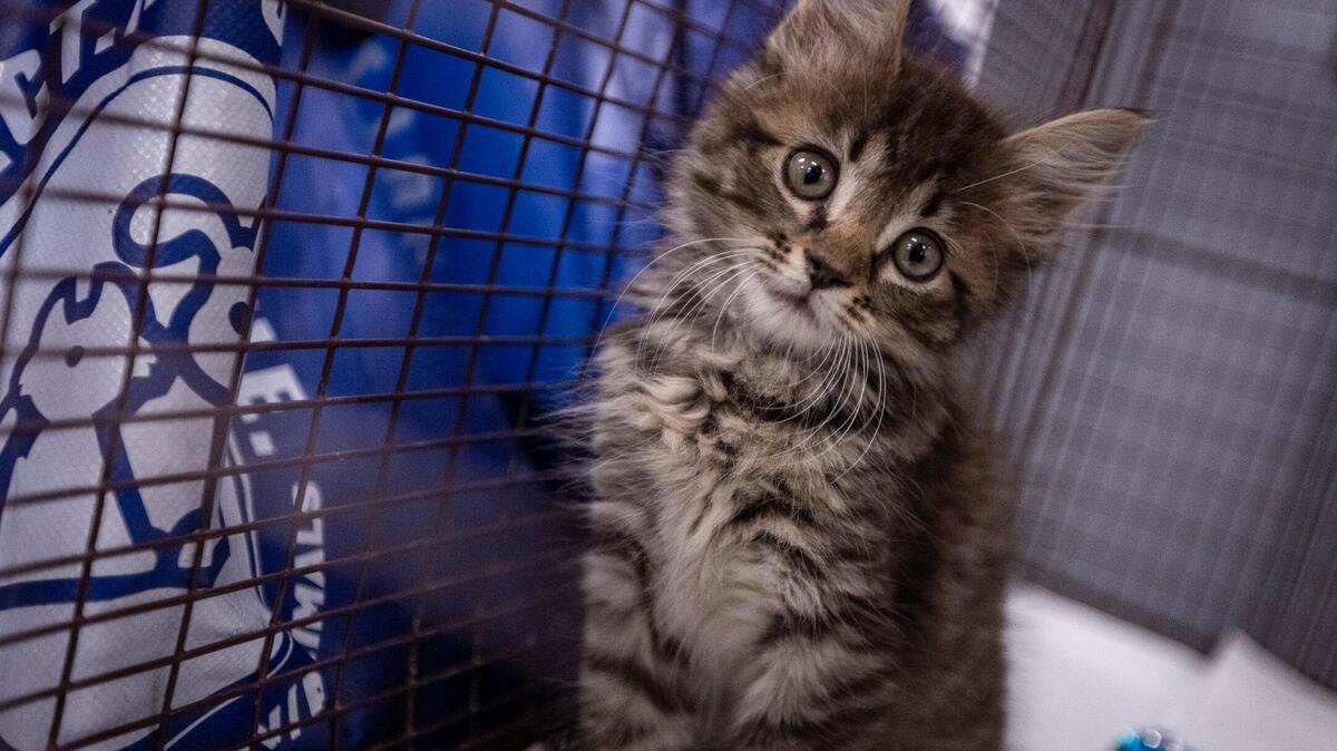 An emotional support kitten during an event at Hialeah Gardens High School to promote mental health in 2023.