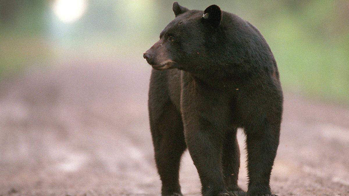 En esta imagen de archivo, un oso negro camina en una zona de Carolina del Norte.