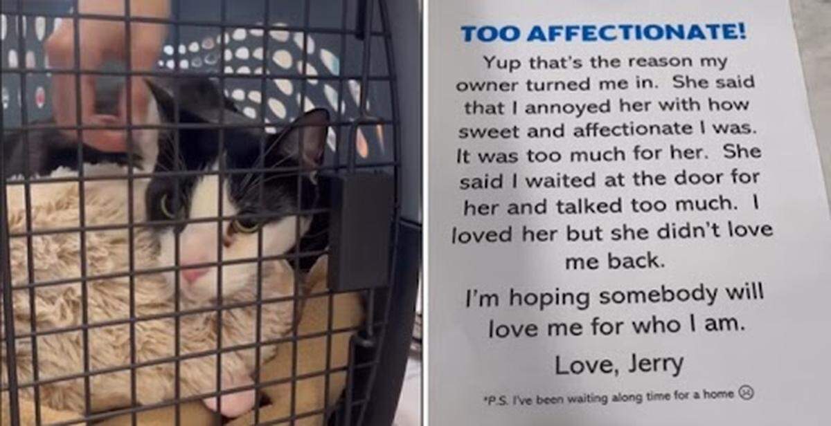 Un gato de cuatro años fue entregado a un refugio en el Condado Broward por ser demasiado cariñoso, pero tuvo un final feliz.
