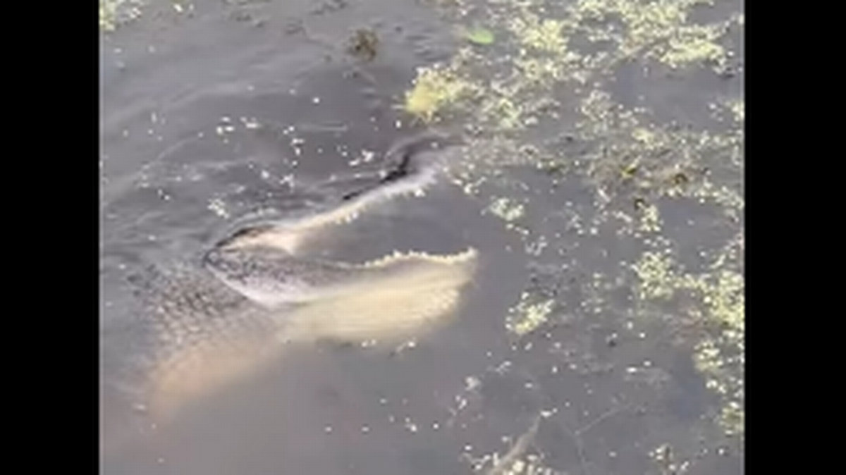Video de un caimán que parece bailar en el agua en un parque urbano de Florida desata un debate en redes sociales sobre lo que estaba haciendo. Captura de pantalla de video de Facebook de Mia Erickson Stevens.