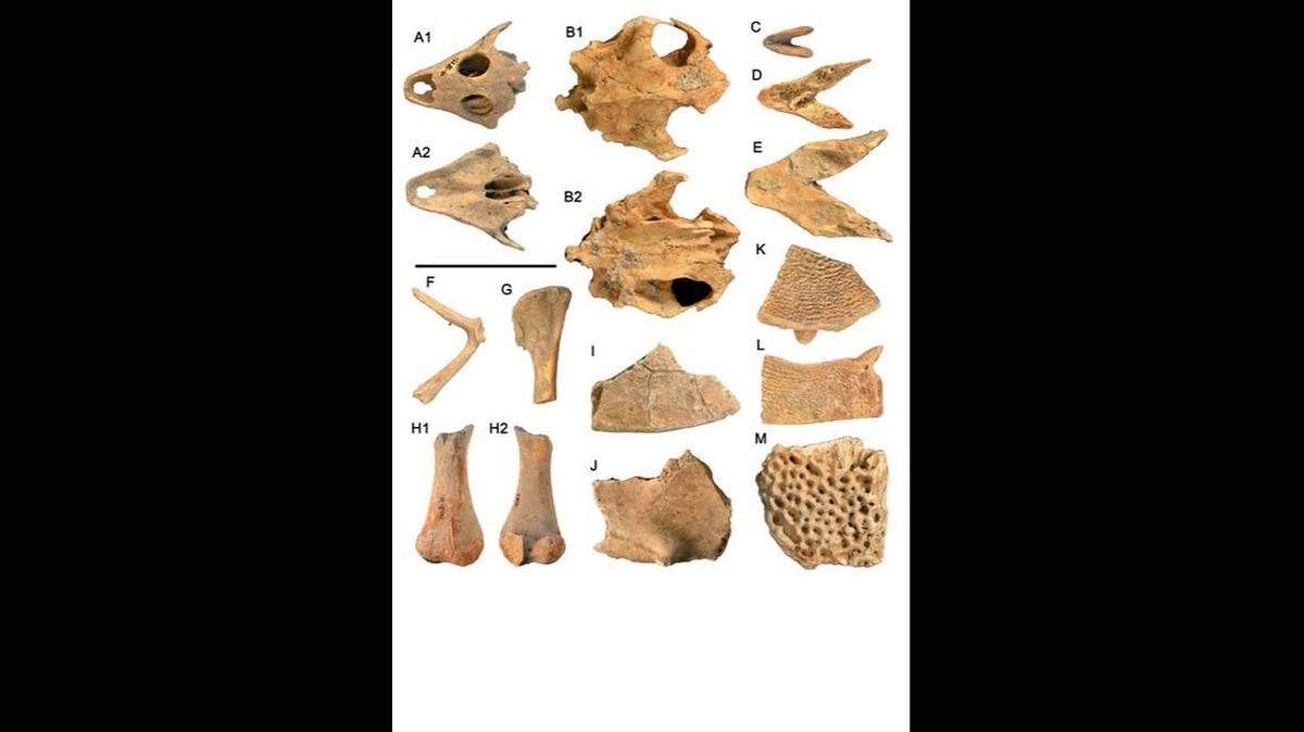 Los humanos prehistóricos en China tenían una dieta muy particular: comían pitones de 15 pies de largo.