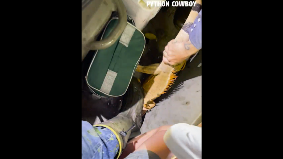 Esto muestra el momento en que un cazador usó su bota para inmovilizar la iguana en el bote. Captura de pantalla del video.