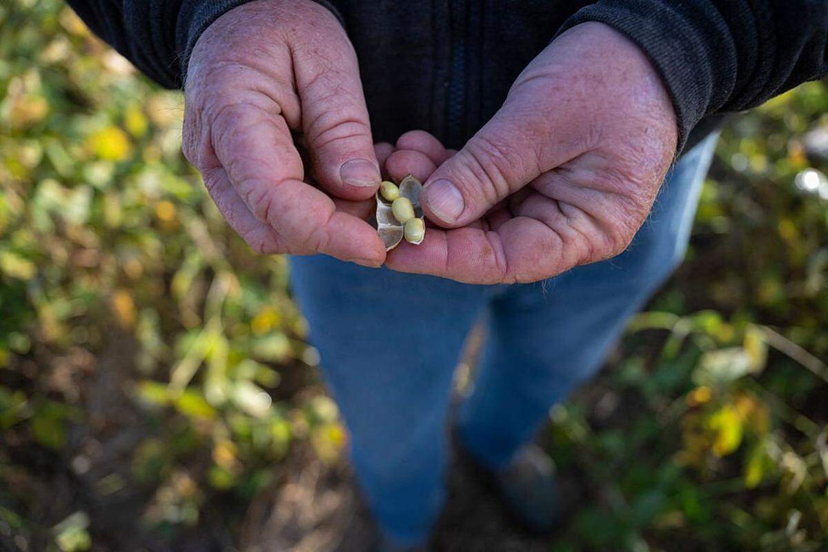 Travis Hutchison, a soybean farmer, opens up a pod to show soybean kernels in a  field not yet ready for harvesting at his family's farm in Cordova, Maryland, on October 10, 2025. The US soybean harvest is underway and in rural Maryland, farmer Travis Hutchison cracks open a pod to show how a field is nearly dry enough for reaping. But a decent yield is not enough to secure his income this year -- with China, once the biggest buyer of US soybean exports, halting orders in a trade row triggered by President Donald Trump's aggressive tariffs. Soybean prices "are really depressed because of the trade war," Hutchison told AFP. His family tills 3,400 acres of soybeans, corn and other crops. (Photo by ROBERTO SCHMIDT / AFP) (Photo by ROBERTO SCHMIDT/AFP via Getty Images)          