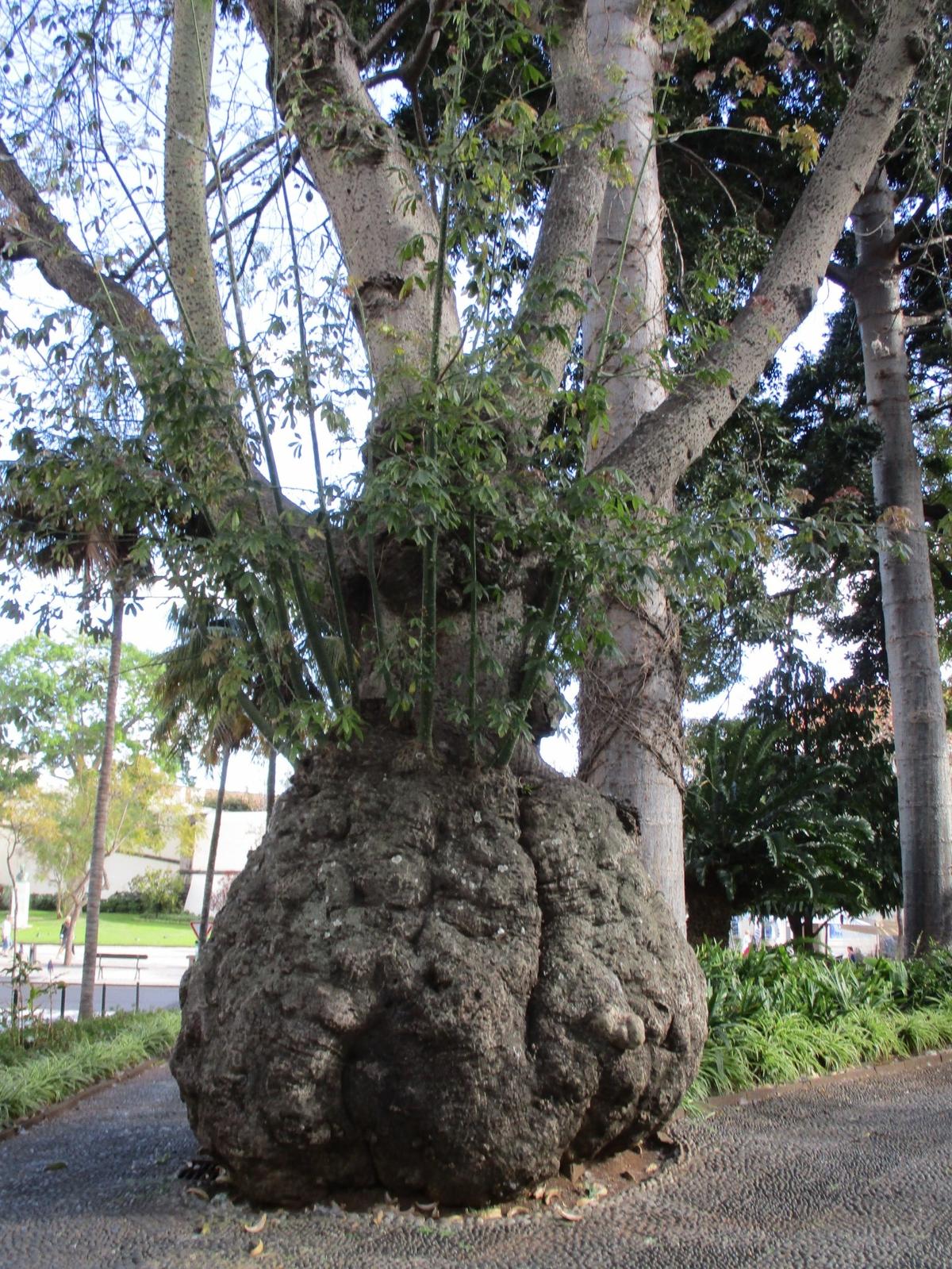 Los impresionantes árboles de Funchal, Jardín Municipal.
