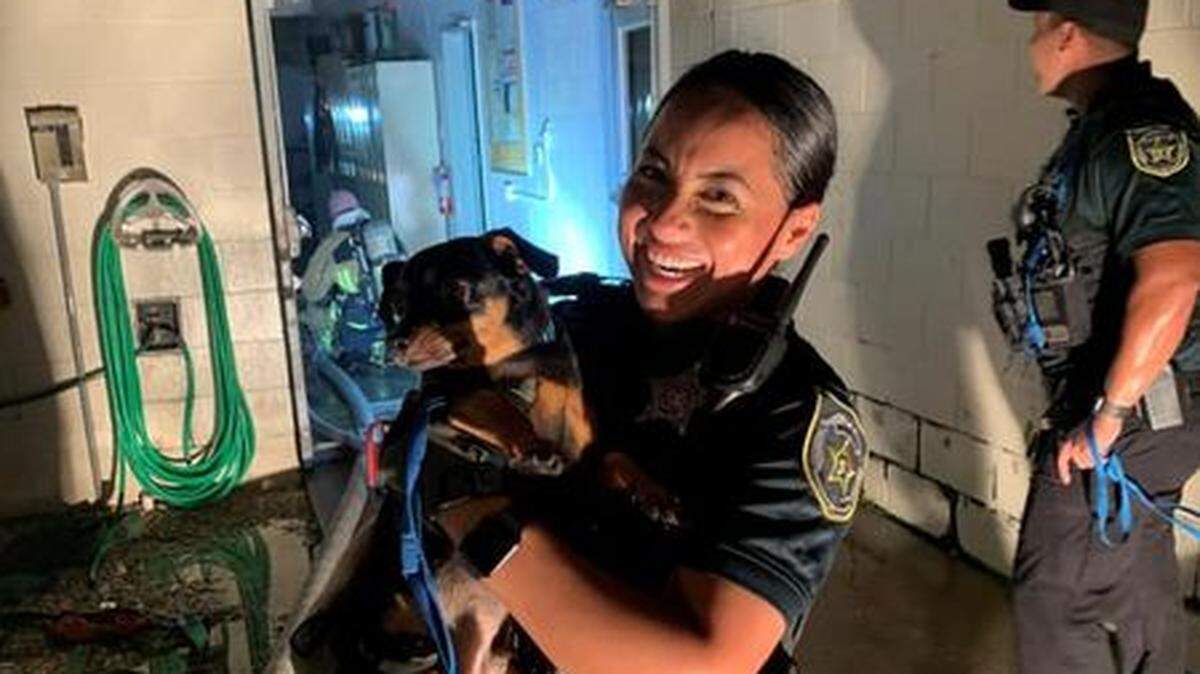 Orange County Sheriff’s Office and fire rescue saved 26 dogs from a Pet Alliance shelter fire Wednesday night. More than 20 cats were killed in the flames.