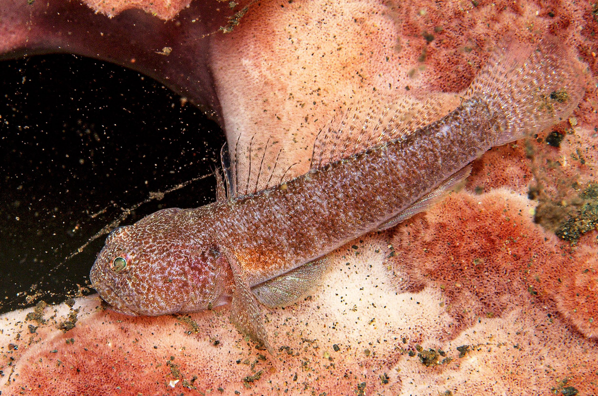 Científicos descubren extraña criatura pecosa “desconocida” con ojos brillantes y muchos dientes: es una nueva especie.