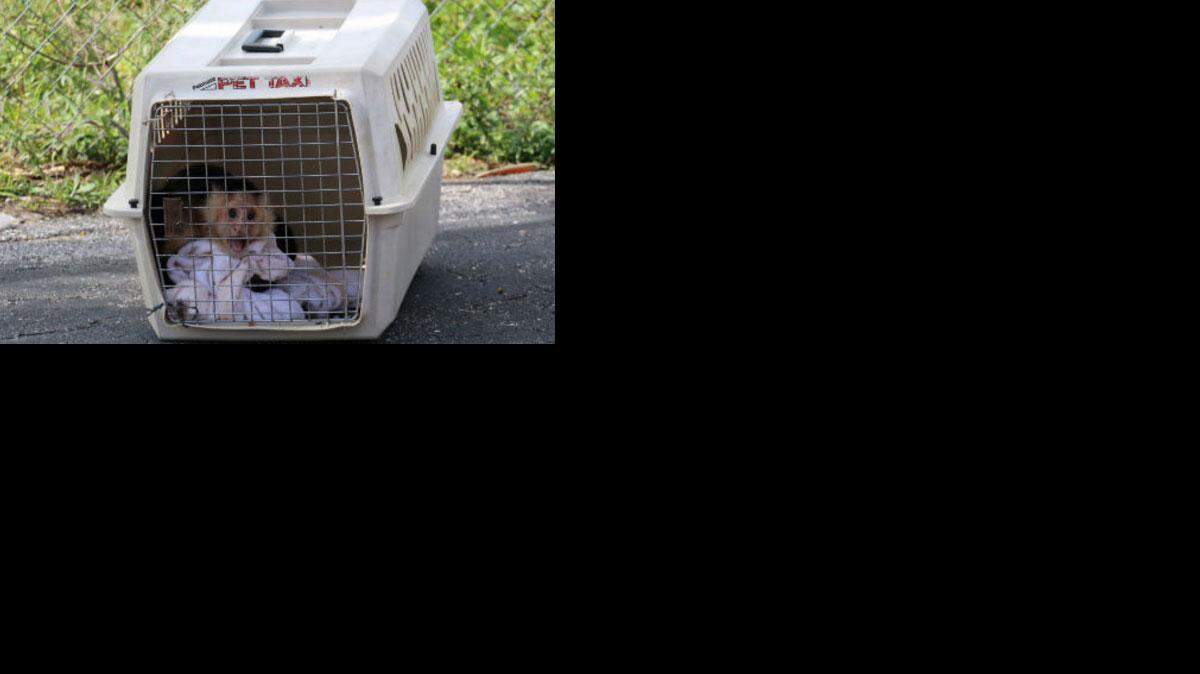 Los animales serán dados a alguien que tenga licencia para tener como mascota exótica a monos capuchinos.