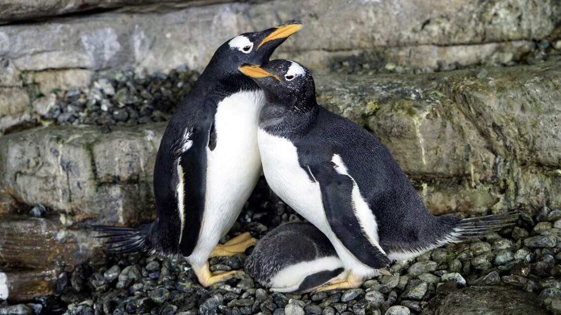 Pareja de pingüinos del mismo sexo se convierten en madres al incubar huevo adoptado