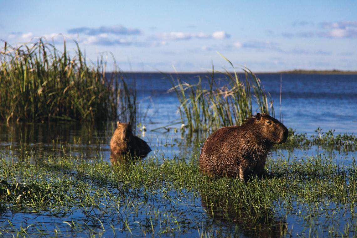En los humedales del Iberá, al norte de Argentina, es posible divisar capibaras, roedores de gran peso y tamaño, nativos de Sudamérica. 