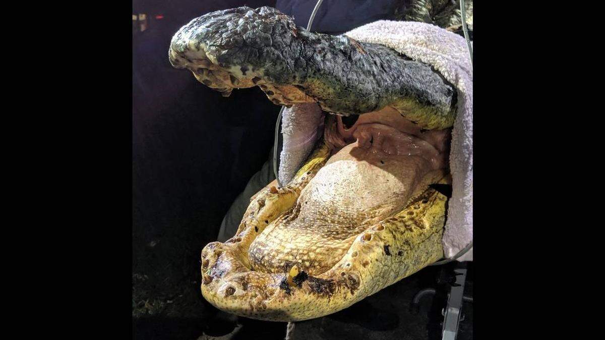 Se supone que los cocodrilos tengan entre 75 y 80 dientes en determinado momento de su vida, pero los investigadores han encontrado algunos en las turbias aguas del Pantano Okefenokeea los que no les quedan muchos.