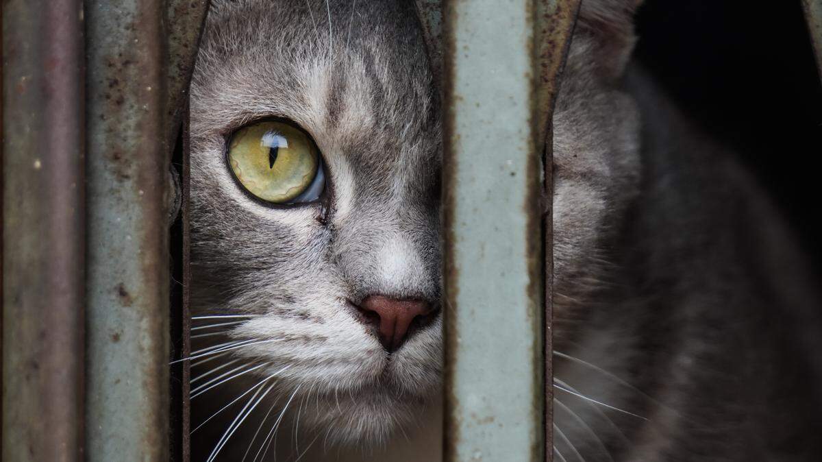 Los guardias de una cárcel de Costa Rica atrapan a un gato mientras ingresaba de noche a la prisión con drogas adheridas a su cuerpo.