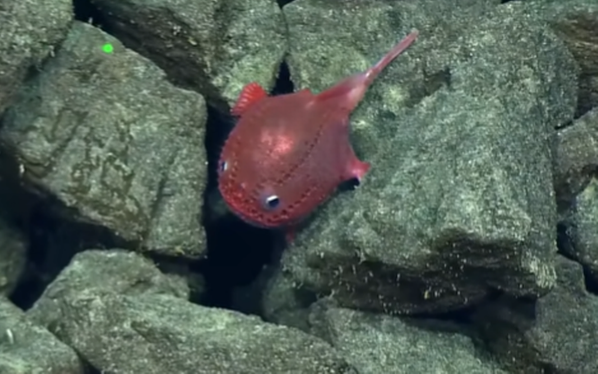 Especies de “rana de mar” sube por las rocas.