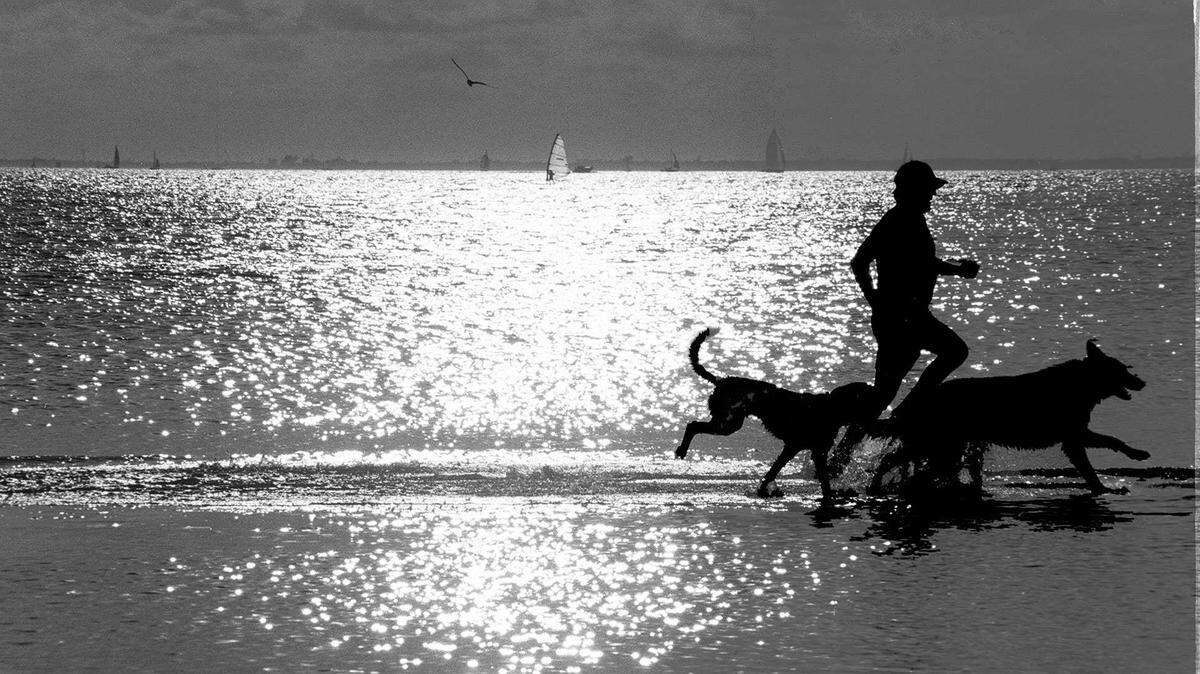 Este fin de semana se celebra el Día Nacional del Perro/National Dog Day, concretamente el domingo 26 de agosto.