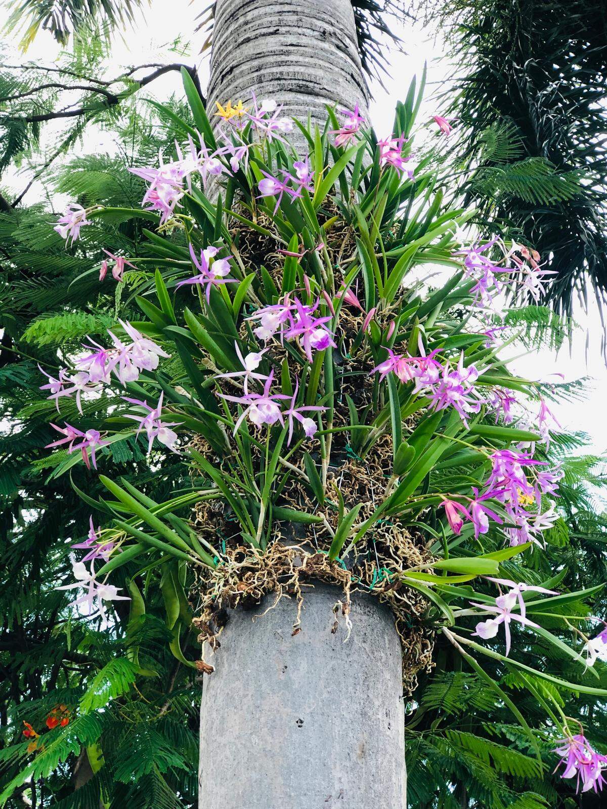 Lincoln Road en Miami Beach, cuenta con un jardín especial gracias a que el aclamado jardín botánico tropical Fairchild ha restaurado todo su entorno subtropical nativo.