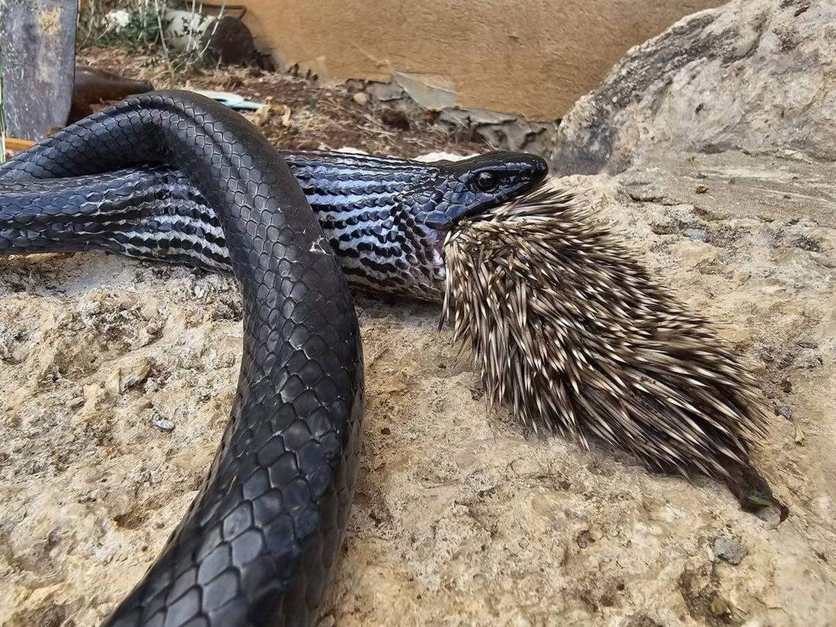 Una serpiente trató de comerse un puercoespín, pero se asfixió y los dos murieron.
