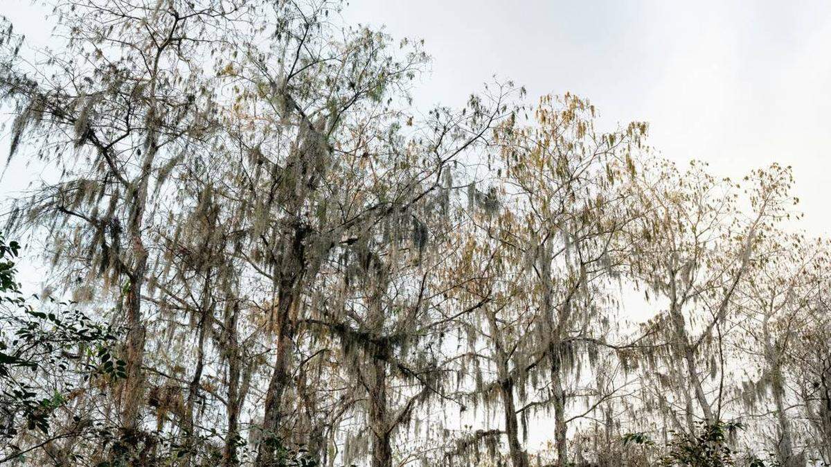 Un hombre murió en un presunto ataque de un animal salvaje en el suroeste de Florida, cerca del Área de Manejo de Vida Silvestre Big Cypress, informó la Comisión de Conservación de Pesca y Vida Silvestre de Florida (FWC).
Foto de Jude Infantini vía Unsplash.
