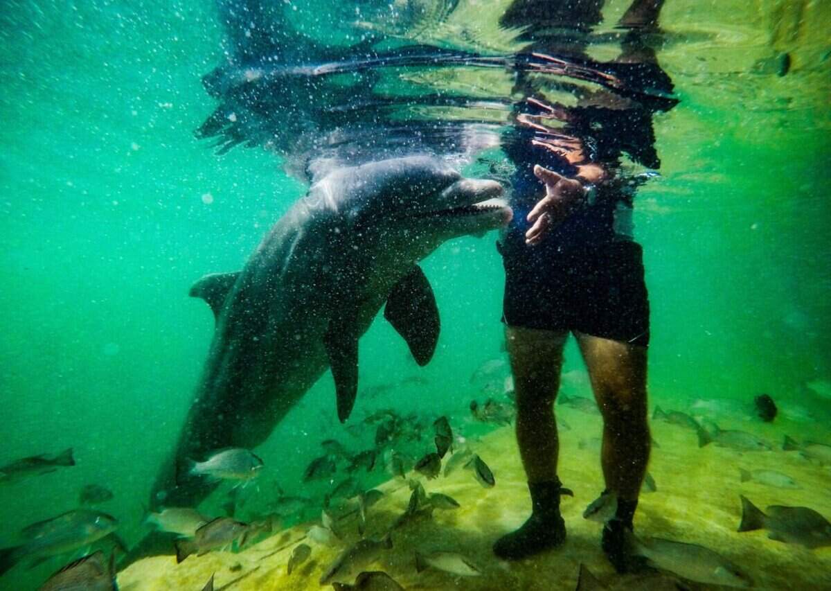 Un turista juega con un delfín en el delfinario de Cayo Largo, en Varadero, provincia de Matanzas, Cuba, el 5 de mayo de 2022.