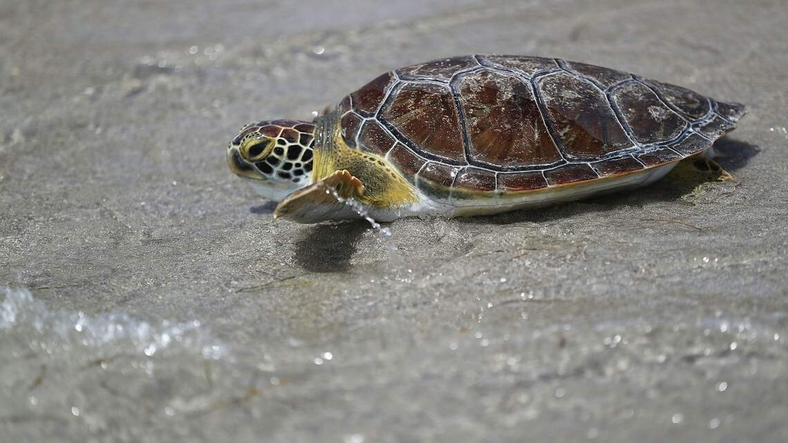 Sea turtle was trying to nest – until teens poured alcohol on it, Alabama cops say