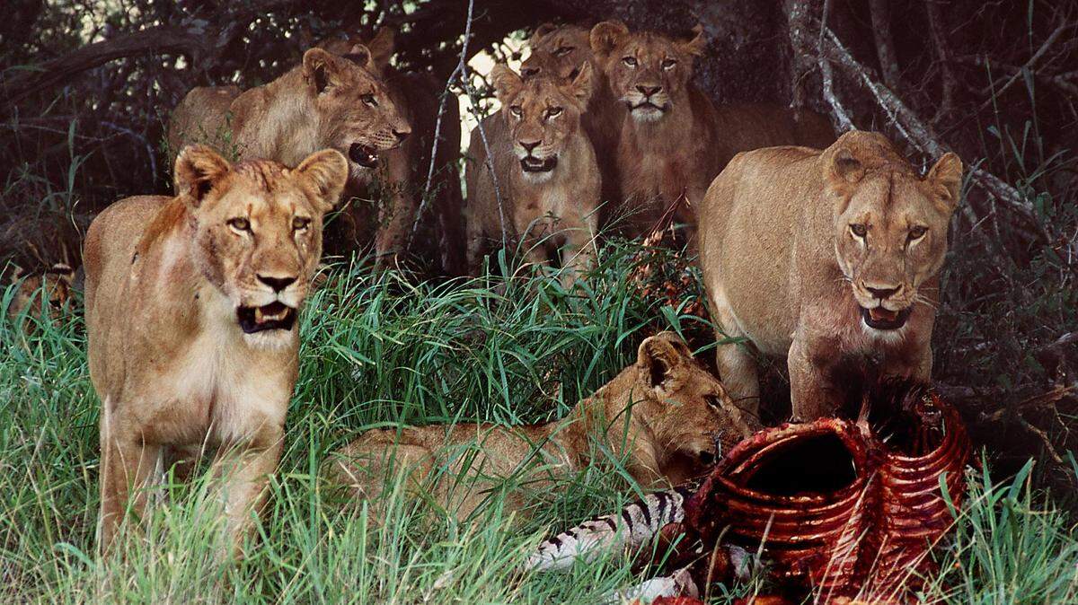 Sabi Sabi, South Africa -- a pride of lions with a zebra kill. Travel / Jay Clarke Herald Staff