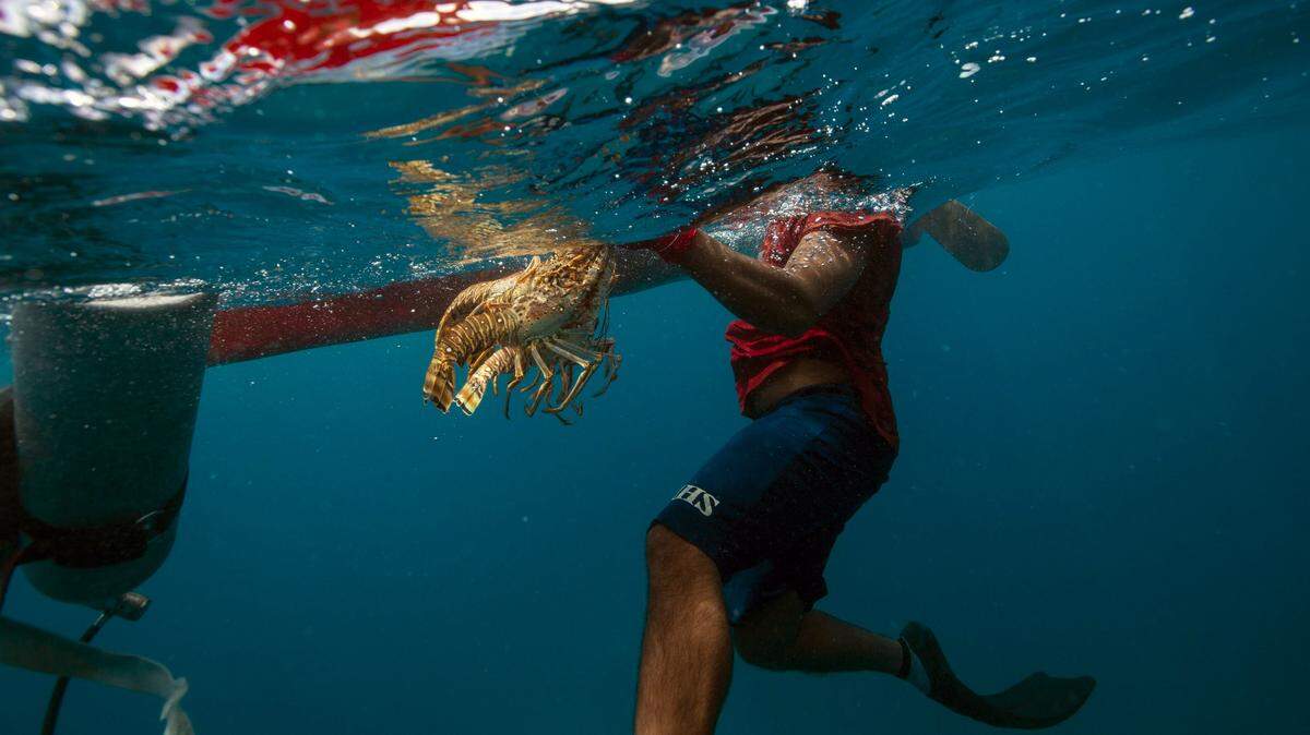 Miles de jóvenes y adultos han hecho de la pesca por buceo su forma de vida en la Mosquitia, una región de Honduras y Nicaragua enclavada en la costa caribe.