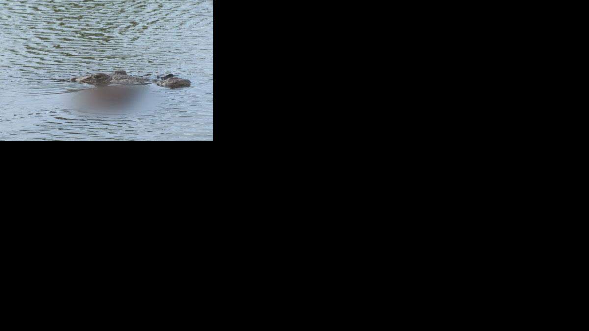 El ataque ocurrió el sábado cuando el perro estaba suelto persiguiendo algunos patos, precisó la Comisión para la Conservación de la Pesca y la Fauna de Florida.