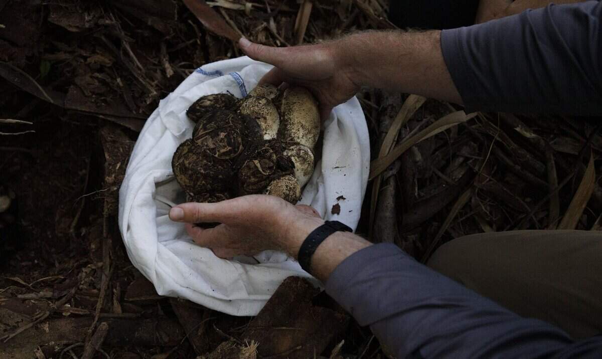 Brandon Welty, biólogo de vida silvestre y coordinador de investigación de especies invasoras de Croc Docs de la Universidad de la Florida, recoge la puesta de huevos de pitón para llevarla al laboratorio durante una expedición de investigación el martes 30 de junio de 2026.