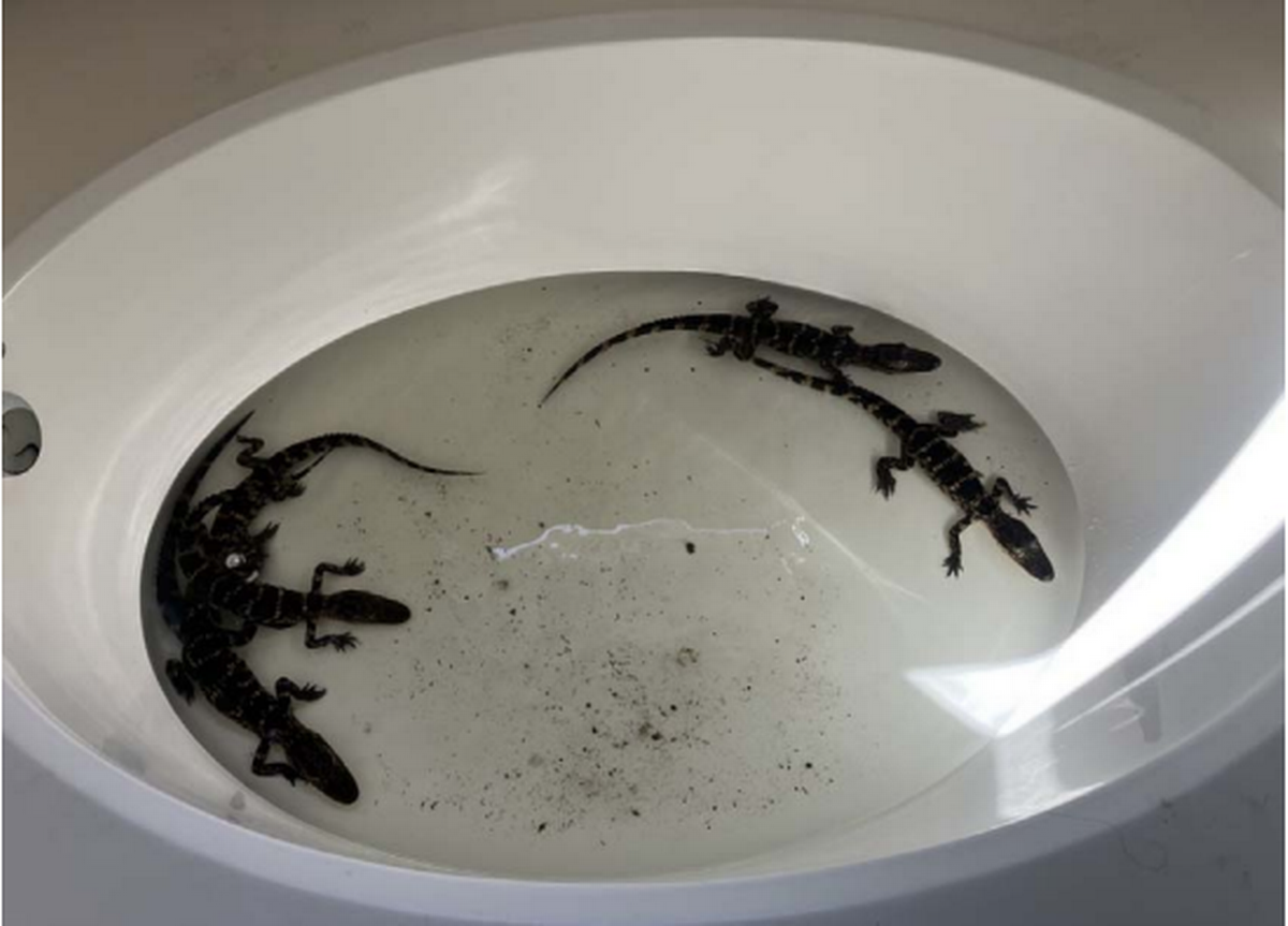 Una llamada anónima llevó a agentes de la Comisión de Pesca y Conservación de la Vida Silvestre de la Florida (FWC) a descubrir a cinco cocodrilos en el baño de un hombre que, al parecer, intentaba quedarse con los reptiles como mascotas.