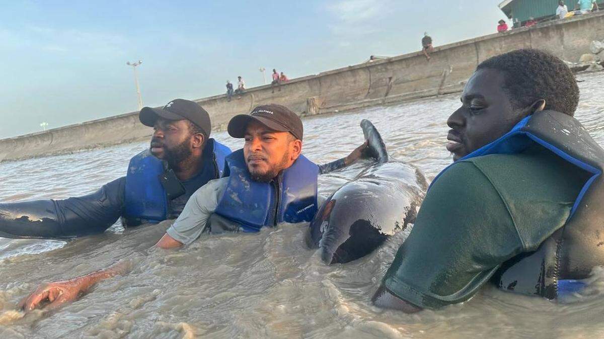 Una especie poco vista de delfín, fue salvada por rescatistas tras haber quedado varada en playa de Guyana.