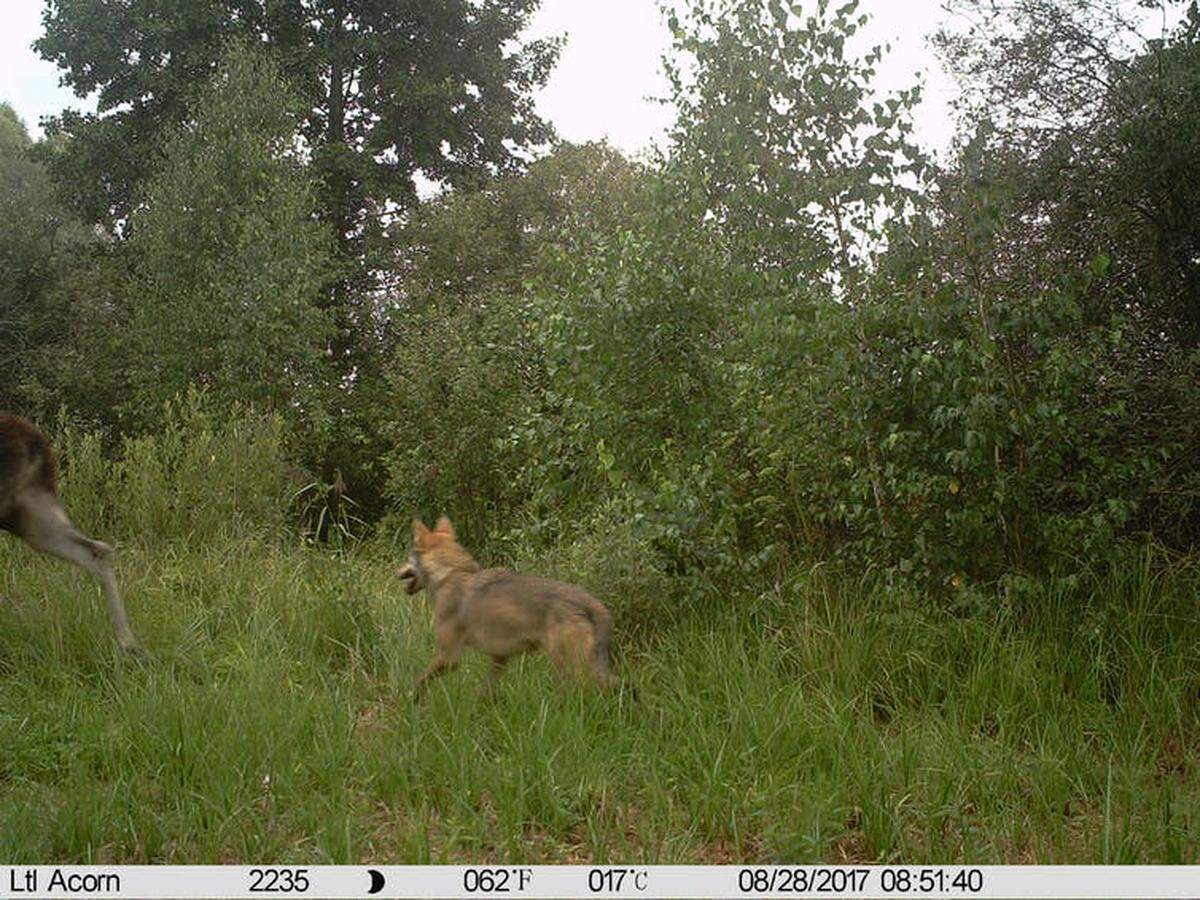 Lobo europeo persiguiendo a un alce dentro del bosque rojo, zona de exclusión de Chernóbil, Ucrania. 2017.