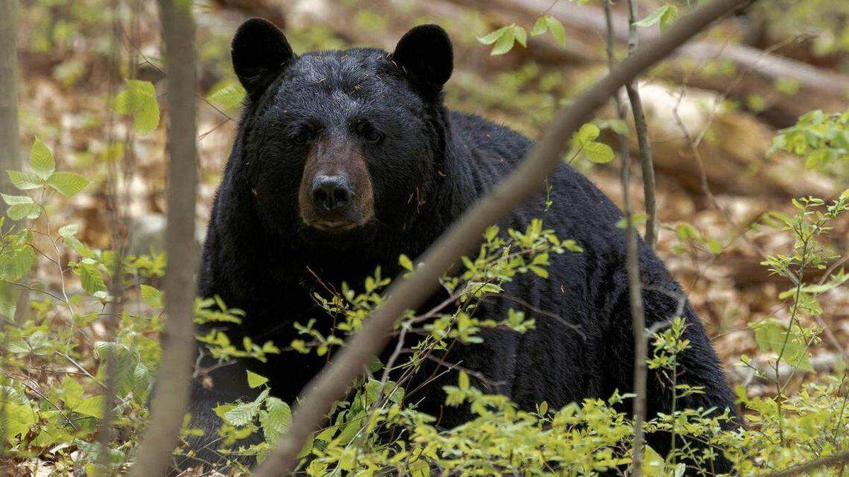 Florida aceptará solicitudes para cazar osos negros en diciembre, la primera vez en una década.