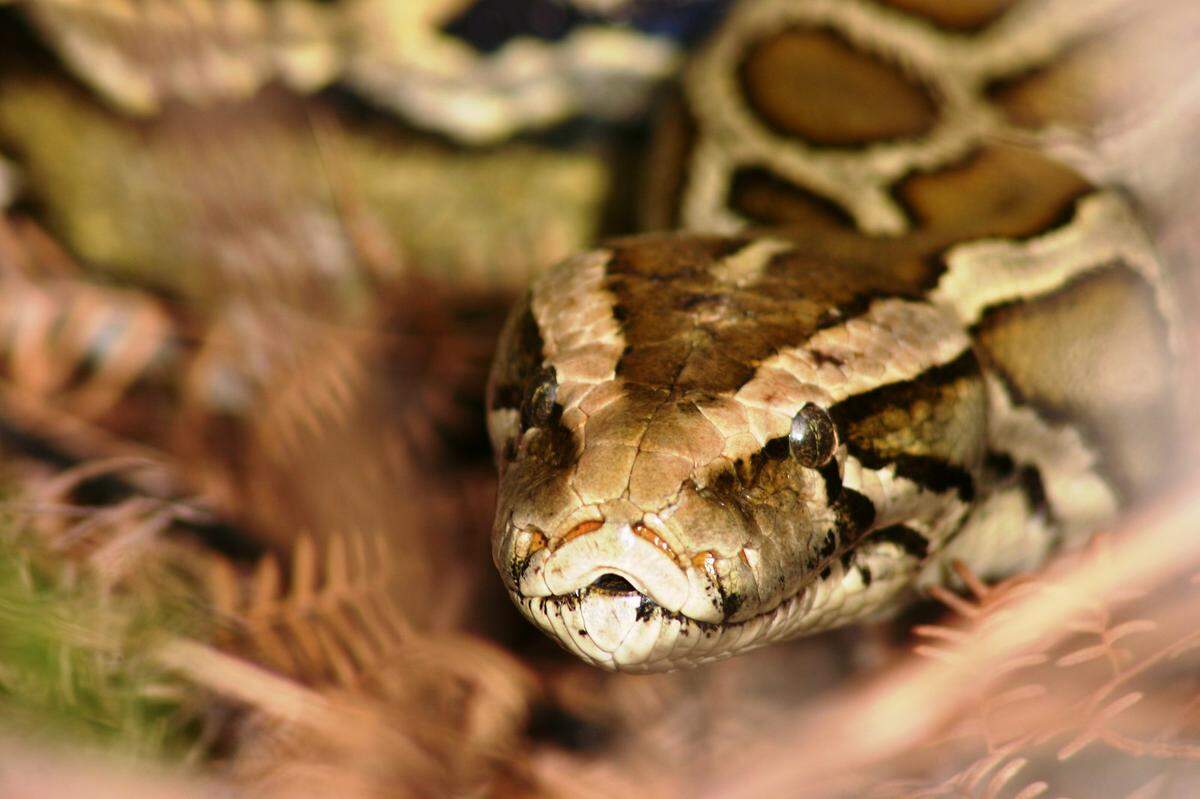Las pitones birmanas son depredadores agresivos que alteran la cadena alimentaria en los pantanos de los Everglades.